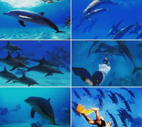 DOLPHIN HOUSE SNORKELING CRUISE