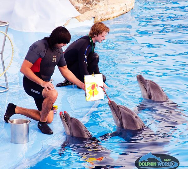 Dolphin Show and Walrus Iin Hurghada