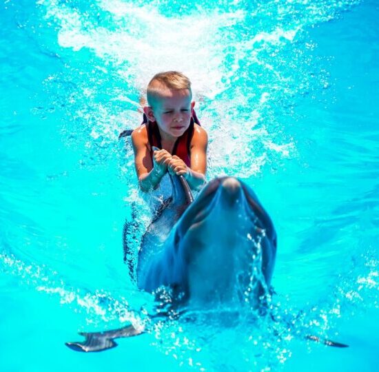 Swimming with Dolphin on the Pool